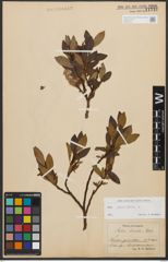 Foto von Salix phylicifolia L.